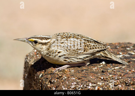 Homme Sturnelle de l'Ouest (Sturnella neglecta) sur un bloc de semences, Arizona, USA Banque D'Images