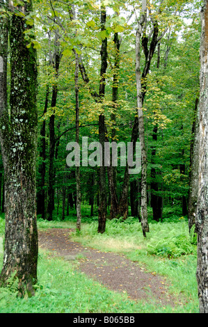 Canada, Québec. Cabane à sucre aka le Chemin du Roy, maple tree forest. Des biens. Banque D'Images