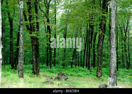 Canada, Québec. Cabane à sucre aka le Chemin du Roy, maple tree forest. Des biens. Banque D'Images