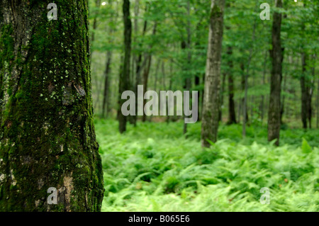 Canada, Québec. Cabane à sucre aka le Chemin du Roy, maple tree forest. Des biens. Banque D'Images