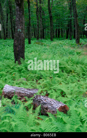 Canada, Québec. Cabane à sucre aka le Chemin du Roy, maple tree forest. Des biens. Banque D'Images