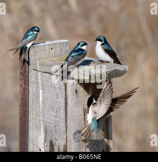 L'hirondelle bicolore sur un nichoir à Toronto Leslie Street Spit Tommy Thomson Park conservation au début du printemps Banque D'Images