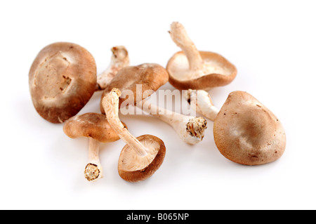 Plusieurs champignons shiitake isolé sur fond blanc Banque D'Images