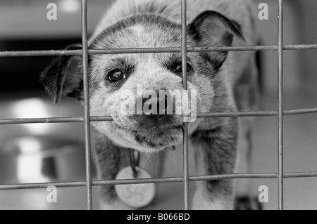 Australian Cattle Dog puppy à talon bleu en cage Banque D'Images