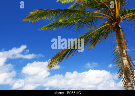 Palm tree canopy sur fond de ciel bleu Banque D'Images