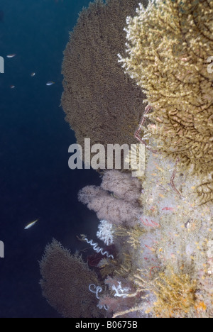 Gorgones sur mur de corail sous l'eau Banque D'Images