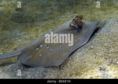 Blue spotted stingray gisant sur le fond de sable sous l'eau Banque D'Images