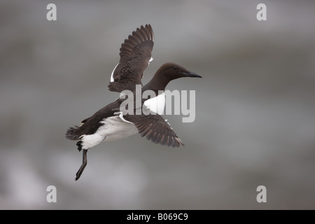 Guillemot URIs aalge, un oiseau adulte en vol près d'une falaise, Yorkshire UK Banque D'Images