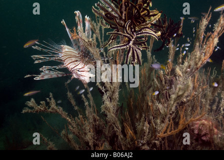 Poisson-papillon sur les récifs coralliens entre bushy corail noir sous l'eau Banque D'Images