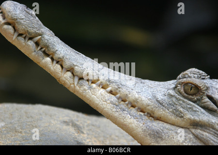 Close up d'un crocodile d'eau douce Banque D'Images