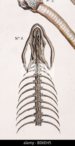 Squelette de serpent par Albertus Seba Banque D'Images