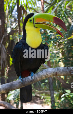 Belize, Keel-Billed Toucan Banque D'Images