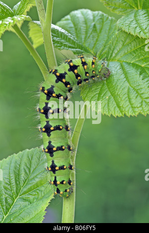 Saturnia pavonia (empereur, Eudia pavonia9, Caterpillar sur les feuilles Banque D'Images