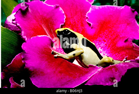 Poison dart frog (Dendrobates tinctorius regina), Surinam Banque D'Images