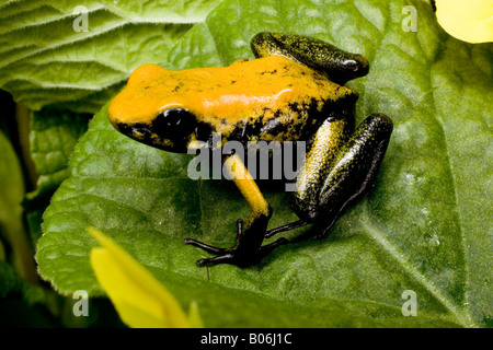 Poison dart frog (Phyllobates bicolor), Colombie Banque D'Images