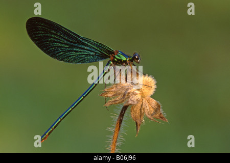 Bluewing, Demoiselle Agrion (Calopteryx virgo) sur la tête de semences Banque D'Images