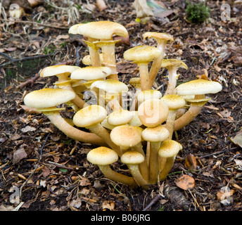 Le miel parasitaire (champignon Armillaria mellea) poussant sur un plancher de bois. UK Banque D'Images