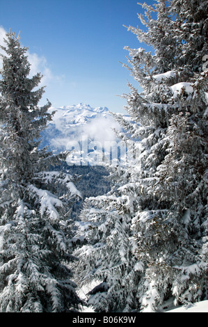 La neige a couvert de pins dans la station de ski des Gets, France Banque D'Images