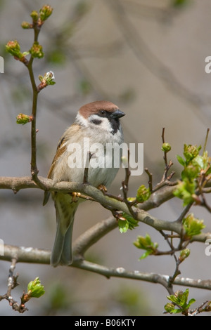 Moineau friquet Passer montanus eurasien perché adultes dans un arbre d'aubépine Banque D'Images