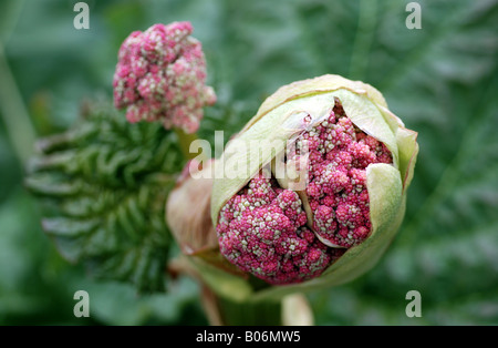 Des boutons de fleurs de rhubarbe Banque D'Images