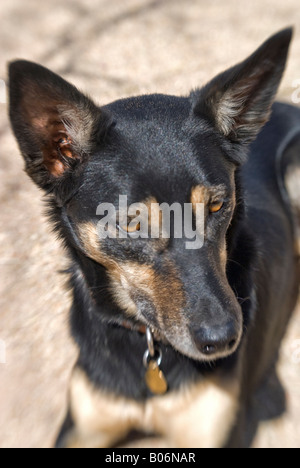 Un noir et feu Australian Kelpie chien a son portrait pris très alerte, oreilles et yeux Banque D'Images