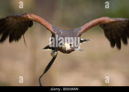 Hawk en vol Banque D'Images