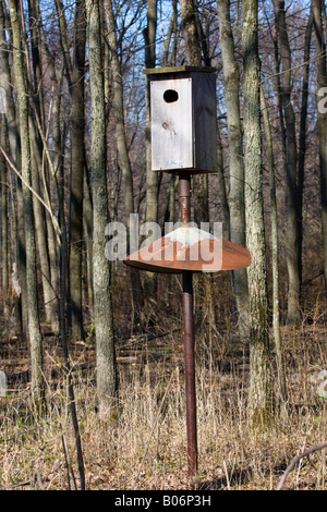 Canard en bois nichoir Banque D'Images