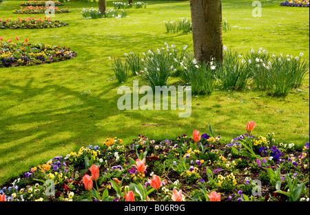 Les fleurs de printemps dans le parc pris dans la ville des jardins, Swindon, Wiltshire, England, UK Banque D'Images