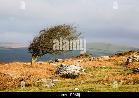 Arbre d'aubépine sculpté du vent sur Birkrigg communs près de Cumbria Ulverston Banque D'Images