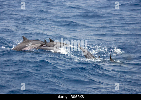 Maldives Les Dauphins Stenella longirostris Banque D'Images