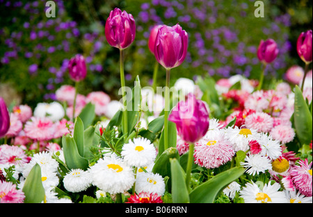 Fleurs printemps tulipe Mauve et blanc et rose Bellis perennis marguerites. Banque D'Images