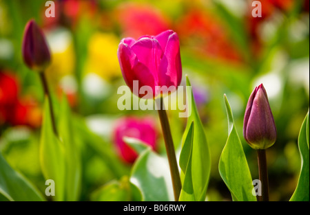 Tulipe rose pourpre rétroéclairé et les bourgeons de fleurs Banque D'Images