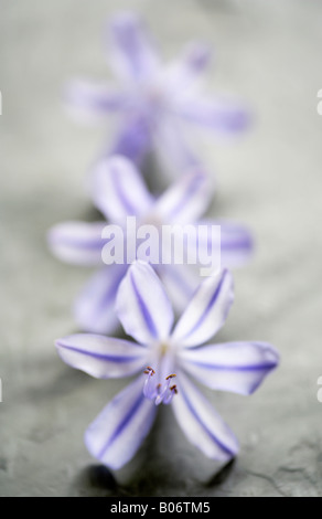 Agapanthus praecox fleurs sur ardoise Banque D'Images