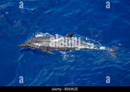 Dauphin à long bec Stenella longirostris Maldives Banque D'Images