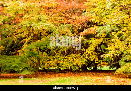 Les arbres d'automne feuillage jaune d'or et de Banque D'Images