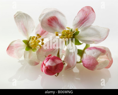 Apple Blossom contre un fond blanc pour découper Banque D'Images
