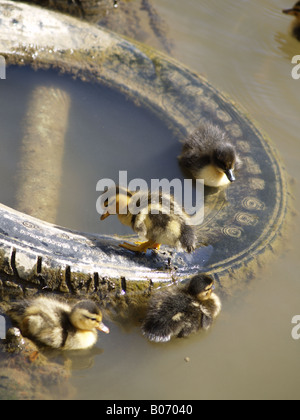 Les canetons, Anas platyrhynchos, sur un vieux pneu en canal de Bude. Banque D'Images