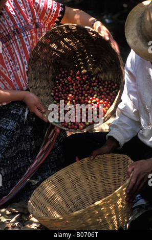 Femme maya et l'homme en costume traditionnel, les grains de café de récolte près de San Lucas Toliman Lac Atitlan Guatemala Banque D'Images