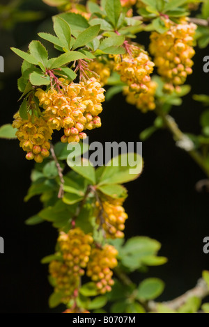 Gros plan sur les fleurs jaunes d'or vives de l'arbuste de Barberry (Berberis jamesiana) en fleur en avril Banque D'Images