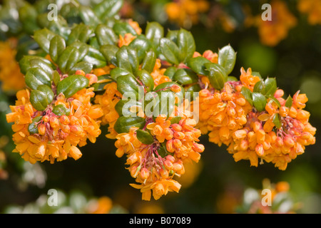 Gros plan sur les fleurs jaunes d'or vives de l'arbuste de Barberry (Berberis jamesiana) en fleur en avril Banque D'Images