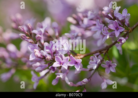 Gros plan de Lilac (Syringa vulgaris) en fleur au printemps Banque D'Images