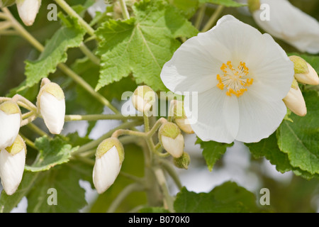 Fleur d'Abutilon blanche ( Abutilon vitifolium) en fleur au début du printemps Banque D'Images