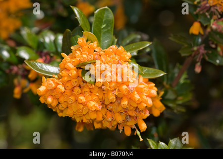 Gros plan sur les fleurs jaunes d'or vives de l'arbuste de Barberry (Berberis jamesiana) en fleur en avril Banque D'Images