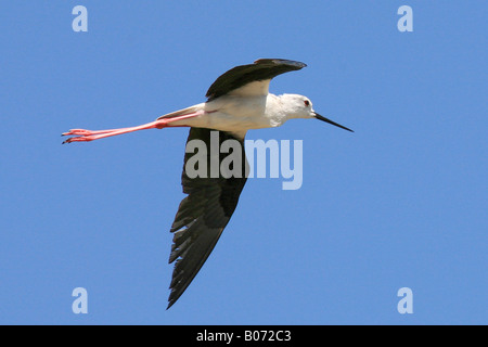 Black Winged Stilt, Kalloni Salt Pans, l'île de Lesbos, Nord de l'Egée, Grèce Banque D'Images