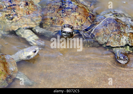 Cou rayé Terrapin, île de Lesbos, l'Est de l'îles de la mer Égée, Grèce. Banque D'Images