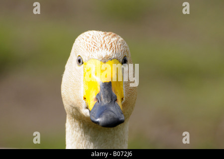 Cygne de Bewick Banque D'Images