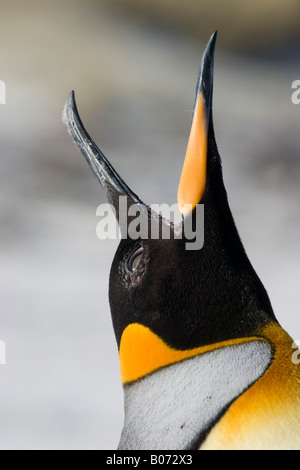 Profil de tête de manchot royal (Aptenodytes patagonia) au point de bénévoles, des îles Malouines, l'Atlantique Sud Banque D'Images