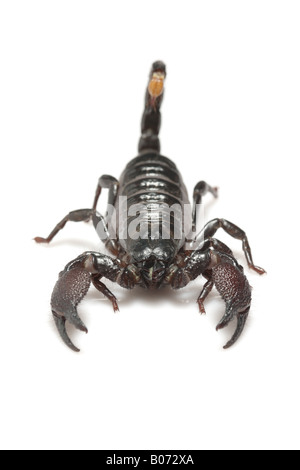 Scorpion Pandinus imperator (Empereur) Banque D'Images