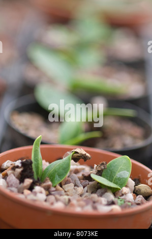 Rangée de plants de courgette en pots en serre Banque D'Images