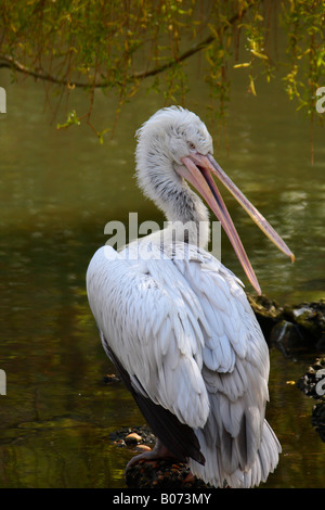 Pelican oiseaux percheurs à bord du lac Banque D'Images